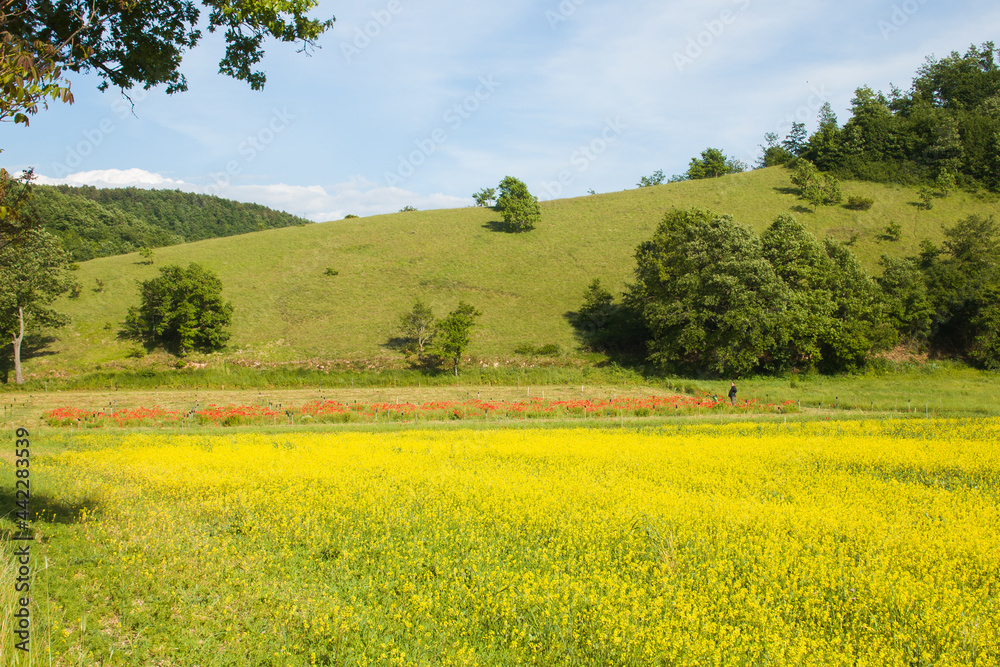 Rural field of lentils in the regional park of Colfiorito, Umbria