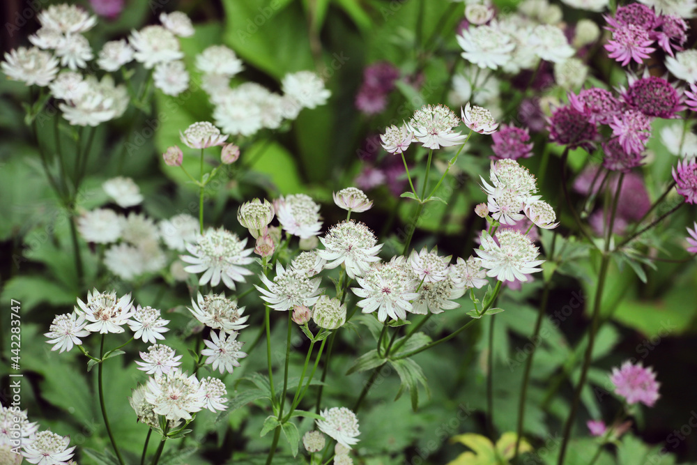 Astrantia masterwort major 'Shaggy' in bloom Astrantia masterwort major 'Shaggy' in bloom