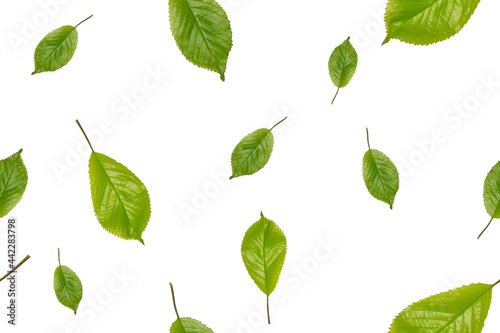 Cherry leaf seamless pattern. Green leaves on white background.