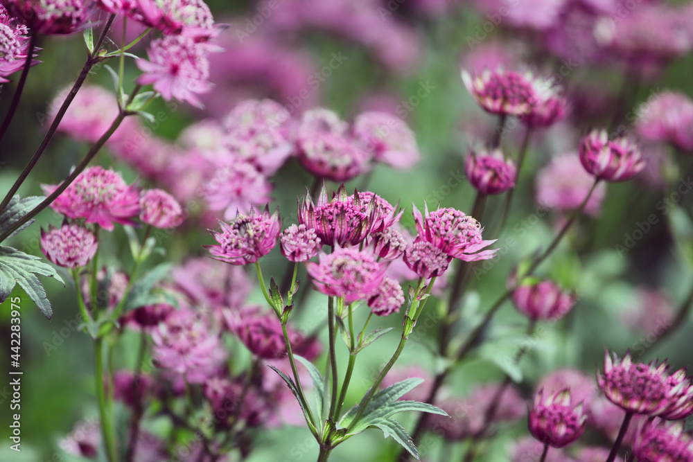 Astrantia masterwort major 'Roma' in bloom Astrantia masterwort major 'Roma' in bloom