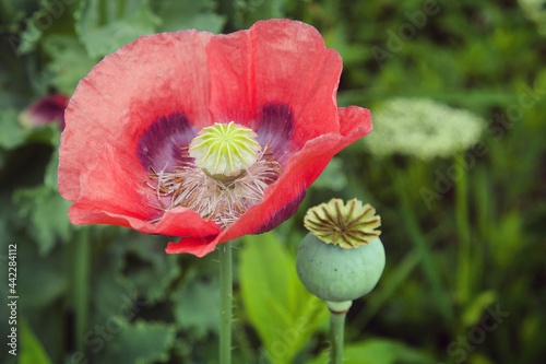 Canvas Print Pink opium poppy, Papaver somniferum, in flower