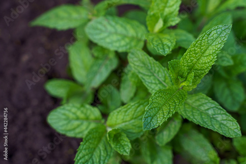 Pepper mint green plant macro growing on the garden on the ground . High quality photo