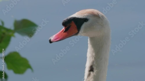 A closeup shot of the face of an adult white swan against a blurred background in 4K photo