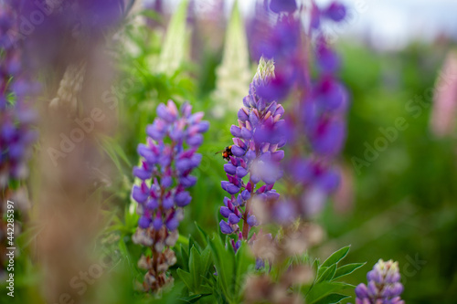 Blooming macro lupine flower. Lupin, lupine field with pink purple and blue flower. Bunch of lupines summer flower background. A field of lupines. Violet spring and summer flower. nature
