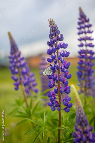 Blooming macro lupine flower. Lupin, lupine field with pink purple and blue flower. Bunch of lupines summer flower background. A field of lupines. Violet spring and summer flower. nature