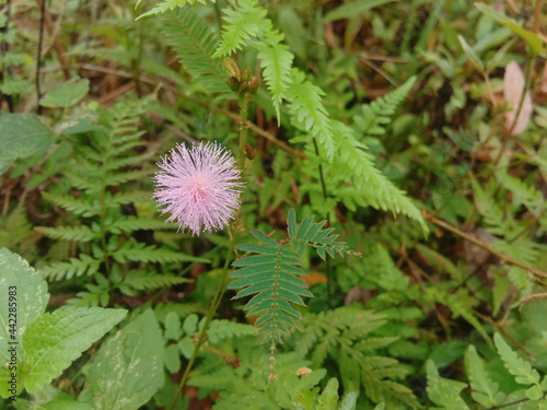 Flower of sensitive plant