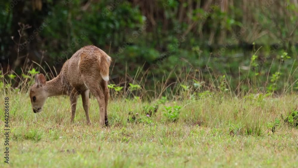 Indian Hog Deer, Hyelaphus porcinus, Thailand; a fawn grazing on wet grass in the morning while moving towards the left as seen in Phu Khiao Wildlife Sanctuary in Thailand. Indian Hog Deer, Hyelaphus porcinus, Thailand; a fawn grazing on wet grass in the morning while moving towards the left as seen in Phu Khiao Wildlife Sanctuary in Thailand.