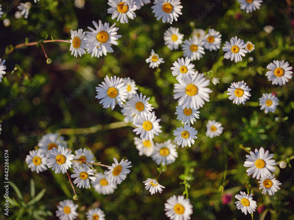 Daisies in sunny spring garden, beautiful outdoor floral background photographed with selective focus Daisies in sunny spring garden, beautiful outdoor floral background photographed with selective focus