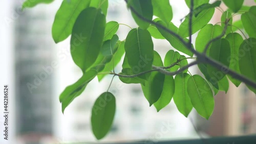 Close up. Fresh green leaves on the tree, swaying in the wind.