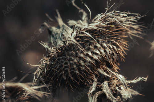 Macro shots, beautiful nature. Close-up of a beautiful dried plant