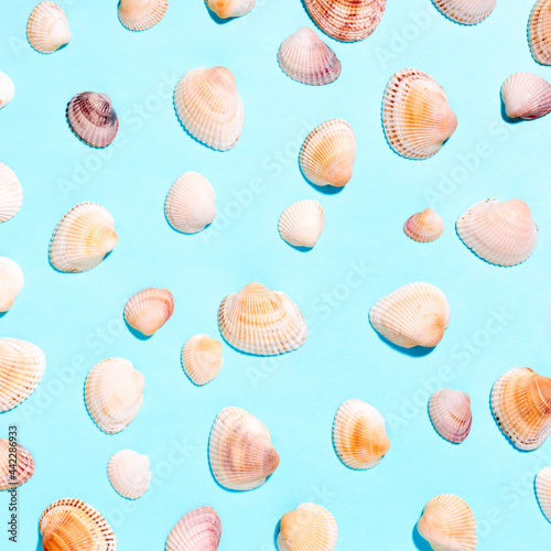 Sea shells pattern on blue background. Flat lay, top view.