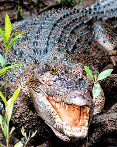 Obraz na płótnie Crocodile from the Daintree rainforest, Queensland, Australia