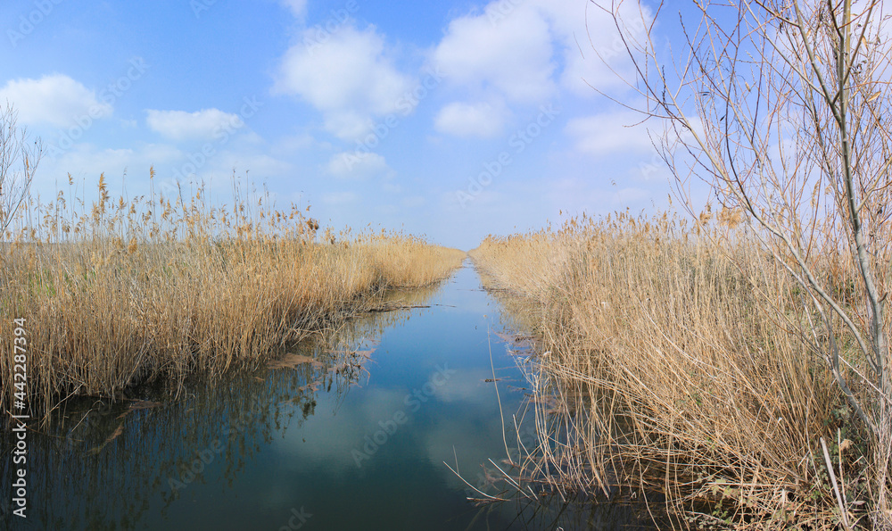 Obraz premium A beautiful river in the reeds.