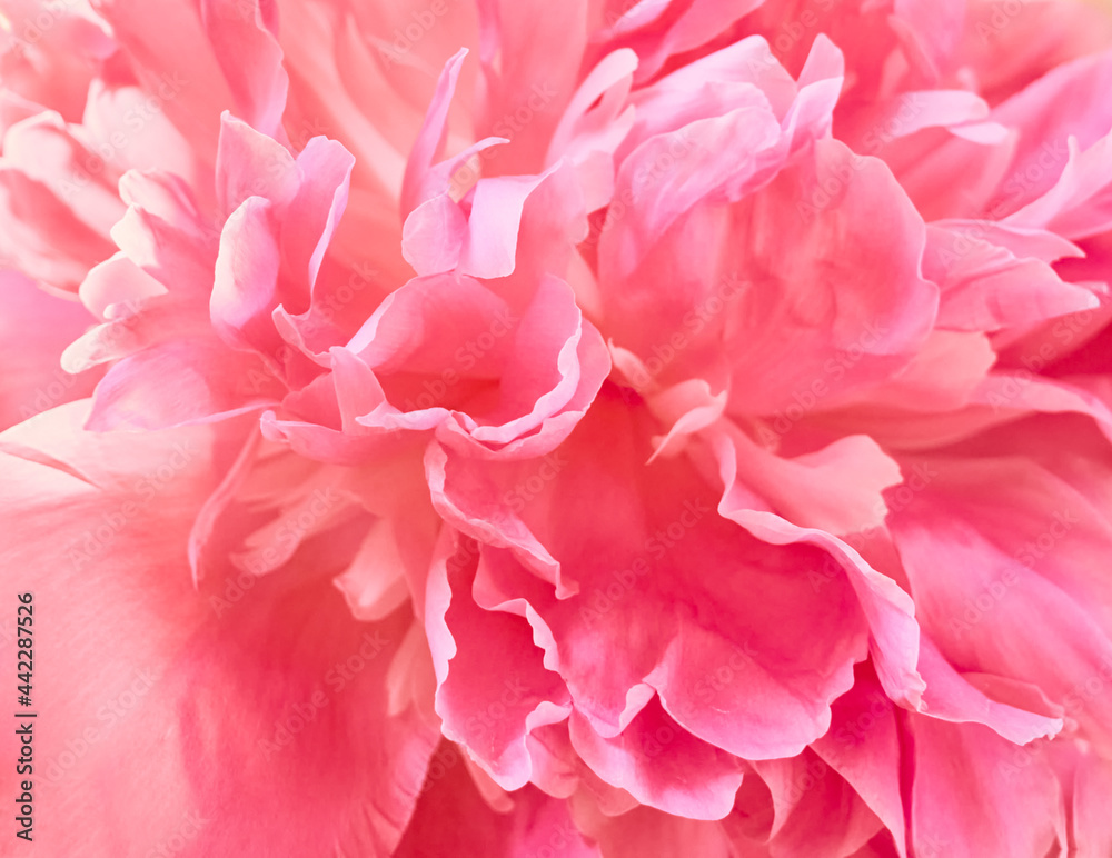 Unfocused abstract peony flowers background.