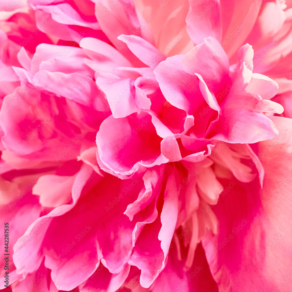 Unfocused abstract peony flowers background.