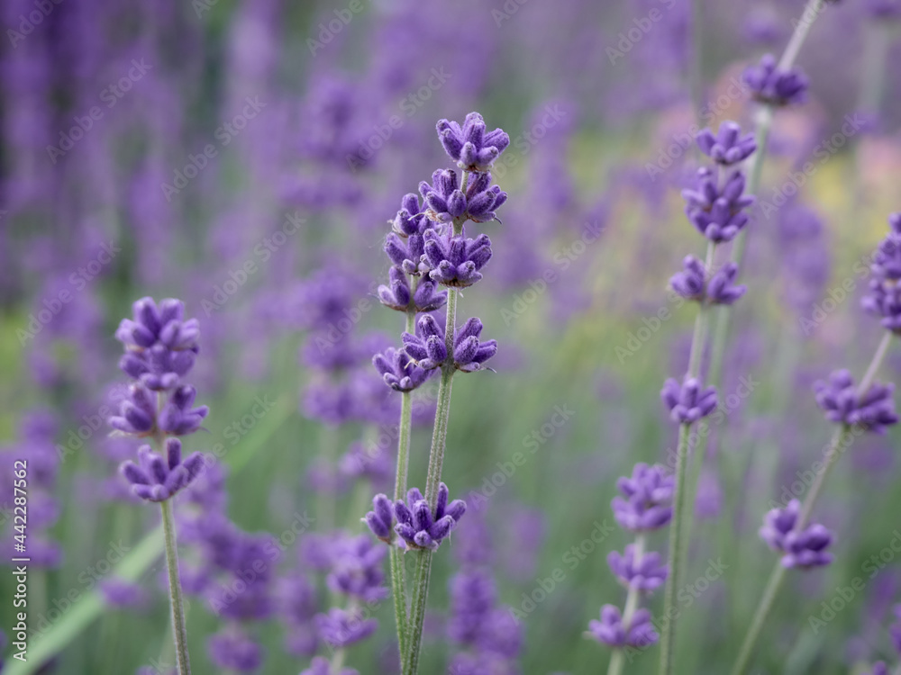 Soft focus on lavender flowers. Soft focus on lavender flowers.