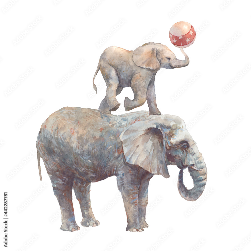 Watercolor circus animals: elephant pyramid isolated on white ...