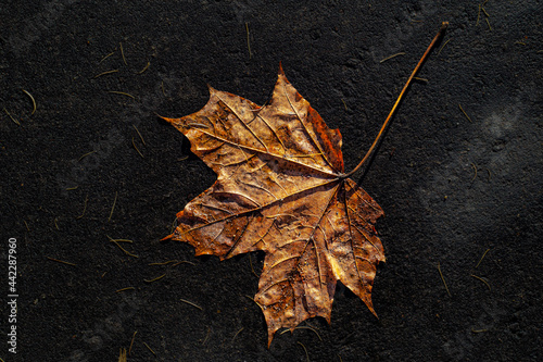 maple leaf on the ground