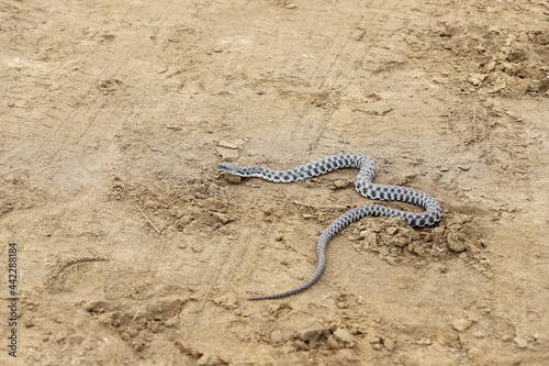 The snake is crawling along the yellow sand.