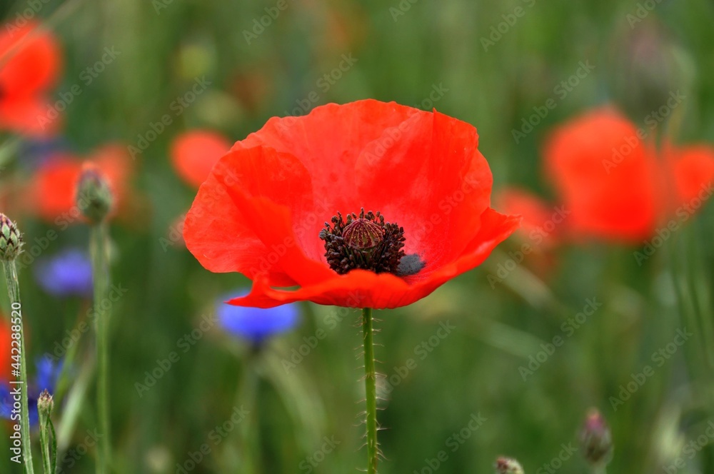 Wilder Mohn