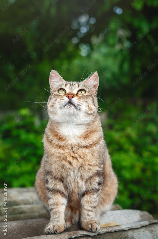 The tabby cat is sitting in the garden and looking up. House cat on a walk. Beautiful cat for the cover. The cat saw a bird.