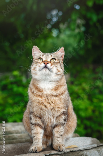 The tabby cat is sitting in the garden and looking up. House cat on a walk. Beautiful cat for the cover. The cat saw a bird. © Silver