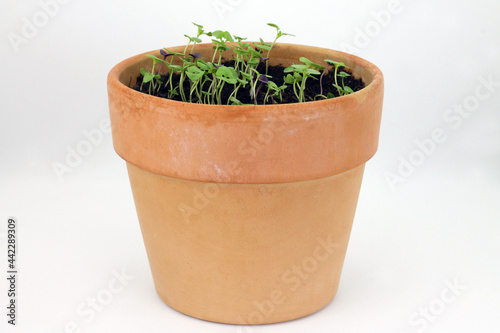 Sprouts of basil plant in ceramic pot on white background. Studio shot.