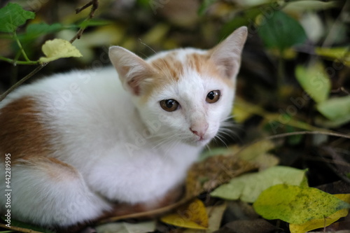 Wallpaper Mural cat on the grass Torontodigital.ca