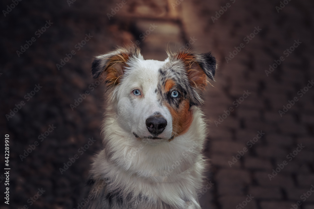 Austrailian Sheppard Portrait