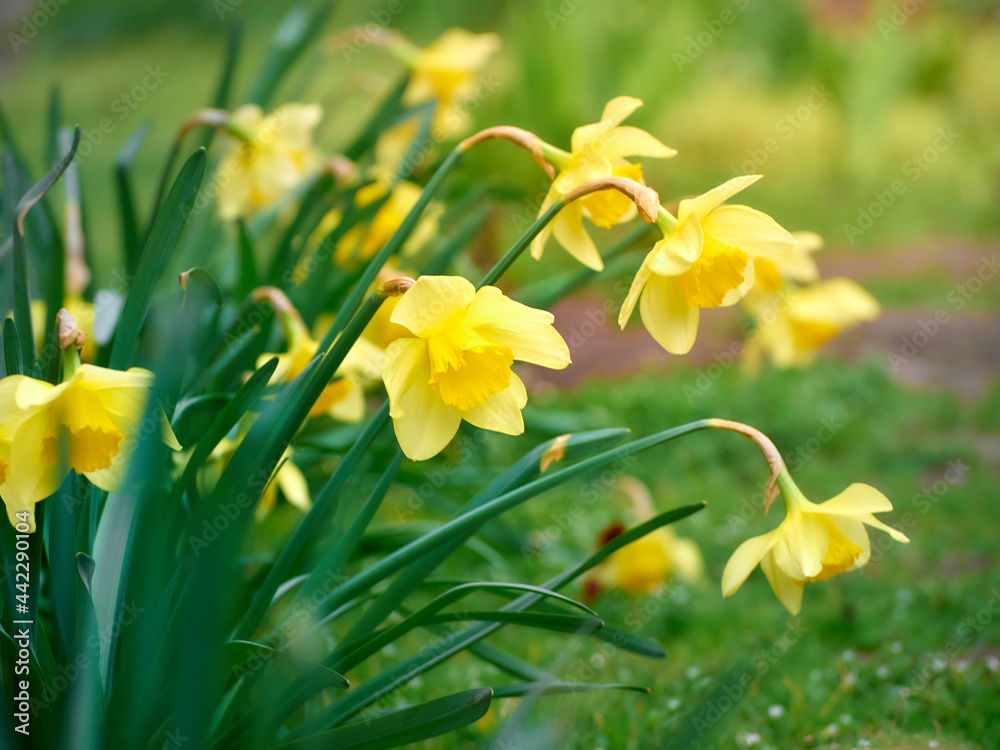 Fototapeta premium Close-up of yellow daffodil flowers.