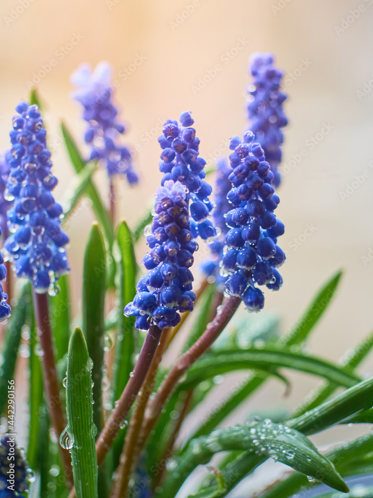 Muscari armeniacum plant with blue flowers. Muscari armeniacum plant with blue flowers.