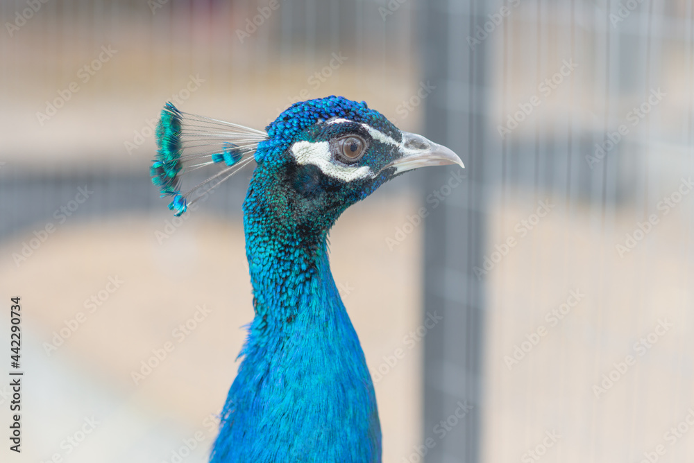 Obraz premium Blue peacock closeup on the farm.headshot of a peacock shot through a mesh cage.Sunny day.