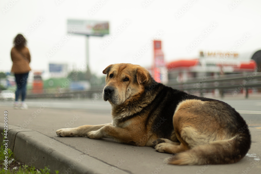 A homeless dog on the street. The pet was lost near the road.