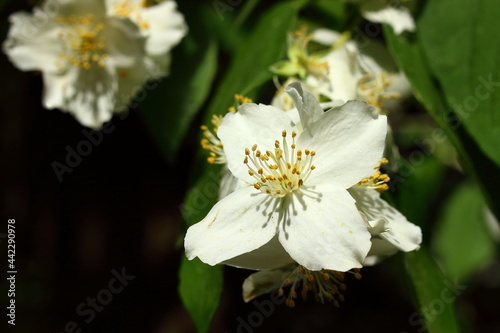 White flowers on a blooming tree in the summer sun.