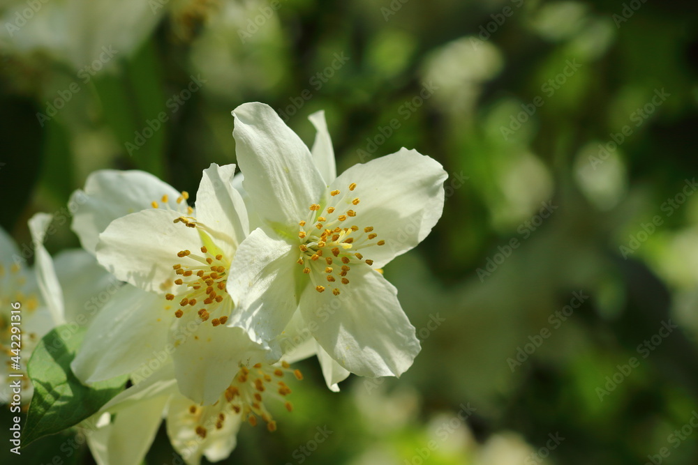 White flowers on a blooming tree in the summer sun.