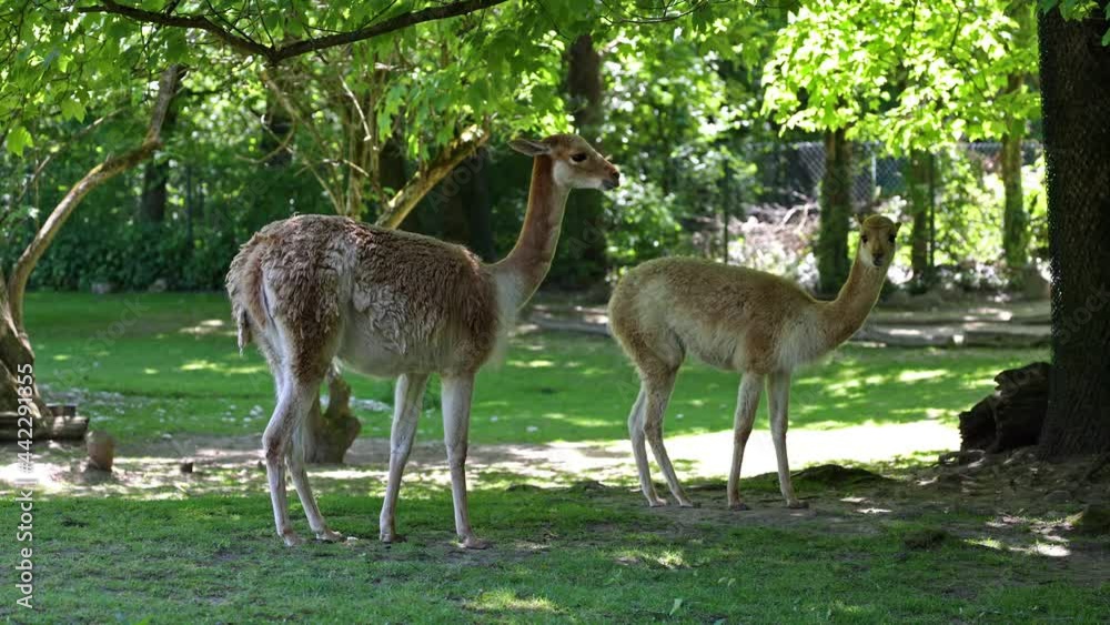 Vicunas, Vicugna Vicugna, relatives of the llama which live in the high alpine areas of the Andes