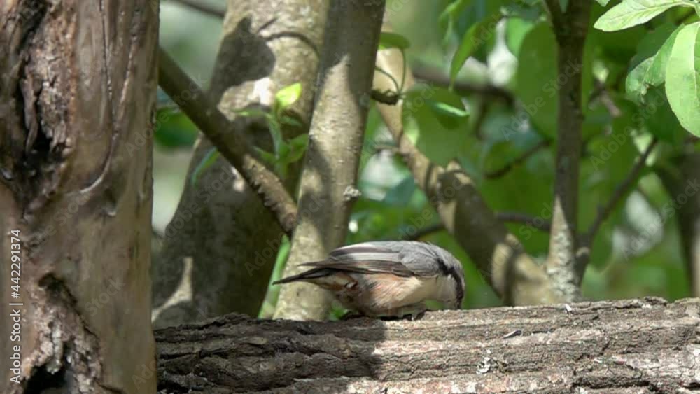 Bird Eurasian Nuthatch or Wood Nuthatch (Sitta europaea). Nuthatch is on a wooden log with rough bark and pecks food. Bird feeder tree shaped. Slow motion video Bird Eurasian Nuthatch or Wood Nuthatch (Sitta europaea). Nuthatch is on a wooden log with rough bark and pecks food. Bird feeder tree shaped. Slow motion video