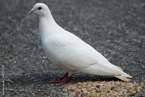 White bird feeding in Cornwall