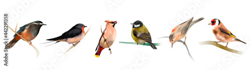 A set of birds sitting on a branch. Vector illustration photo