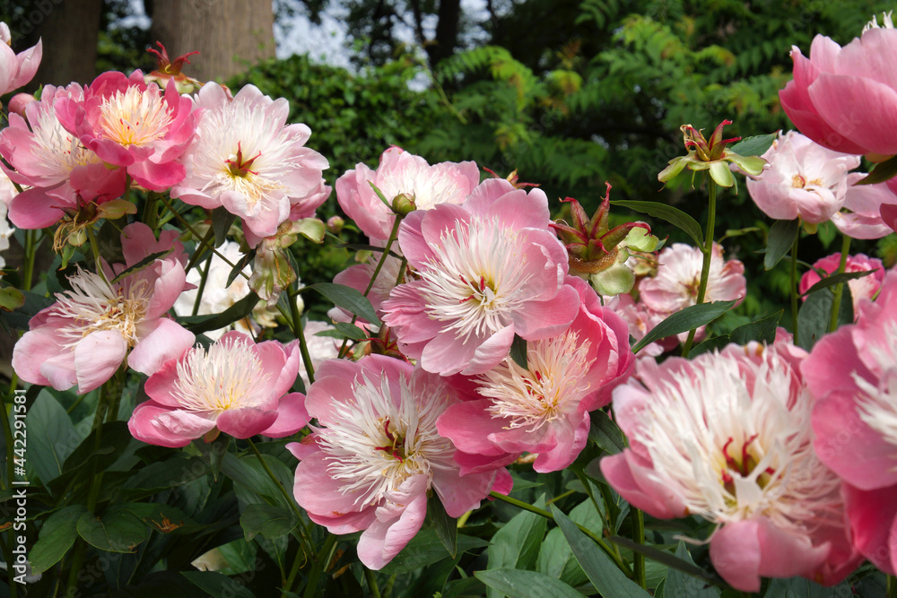 Paeonia lactiflora 'Bowl of Beauty' in flower Paeonia lactiflora 'Bowl of Beauty' in flower