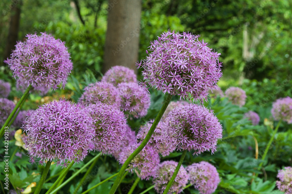 Obraz premium Purple allium 'globe master' in flower