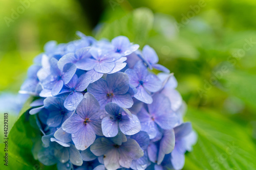 blue hydrangea flower