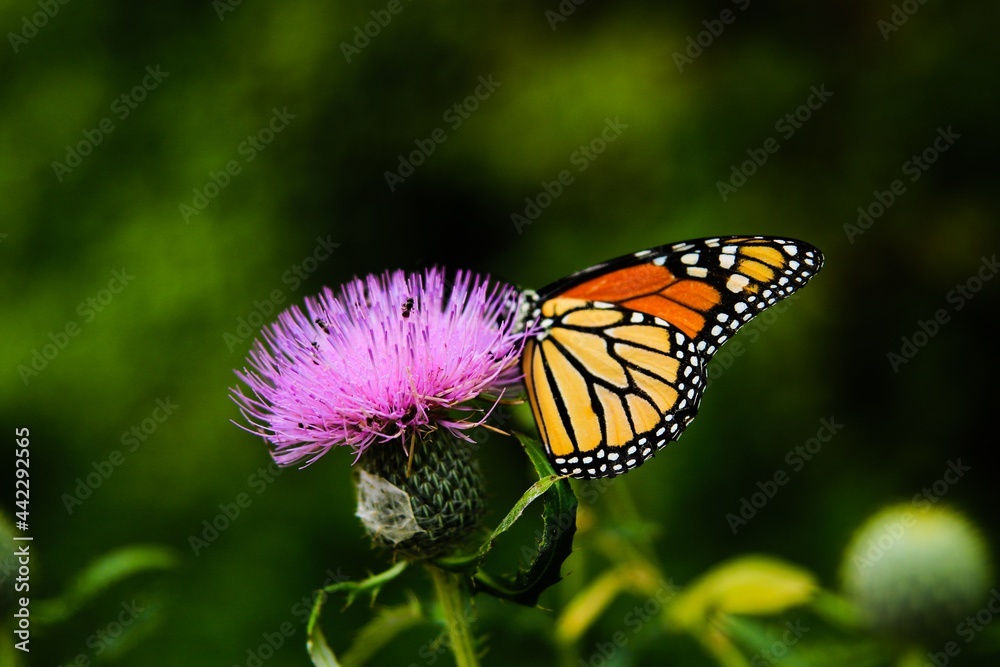 Fototapeta premium Butterfly on the pink flower