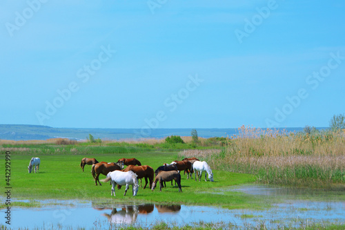 A herd of horses grazing on the shore of the reservoir. Horse breeding. Landscape. Copyspace for the text. © Eledsilivren