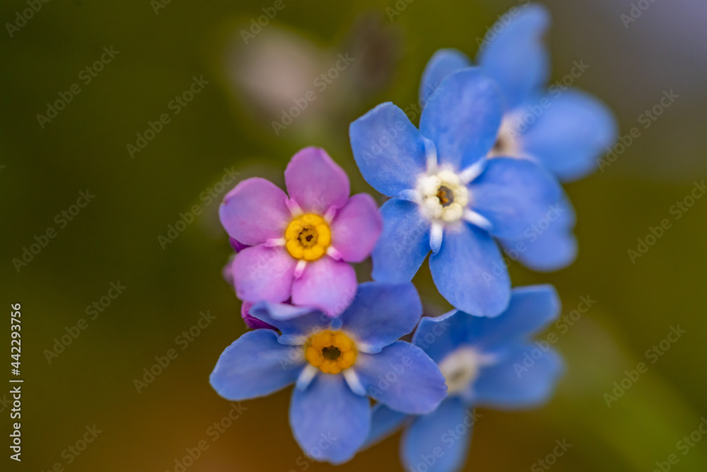 A bunch of Myosotis flowers growing in the garden A bunch of Myosotis flowers growing in the garden