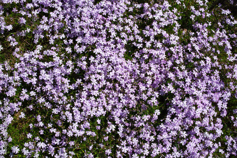 Creeping phlox background. Phlox subulata with pink striped petals around a small patch of similar but solid pink phlox. Botanical garden.