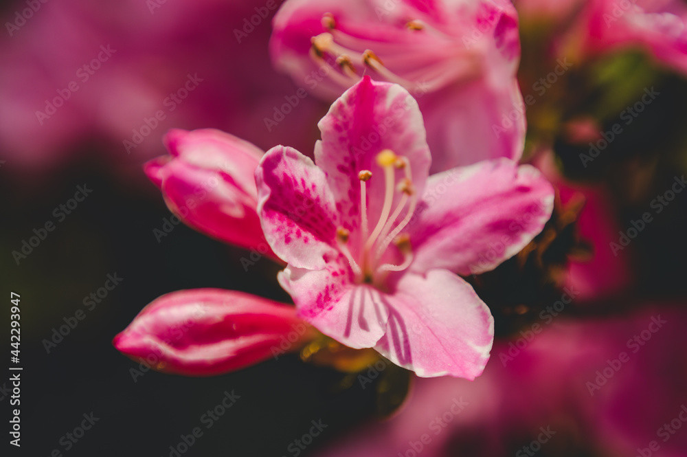 Pink flowers with black background, fresh from the home garden in beautiful colors Pink flowers with black background, fresh from the home garden in beautiful colors
