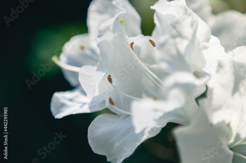 White flowers with black background, fresh from the home garden in beautiful colors
