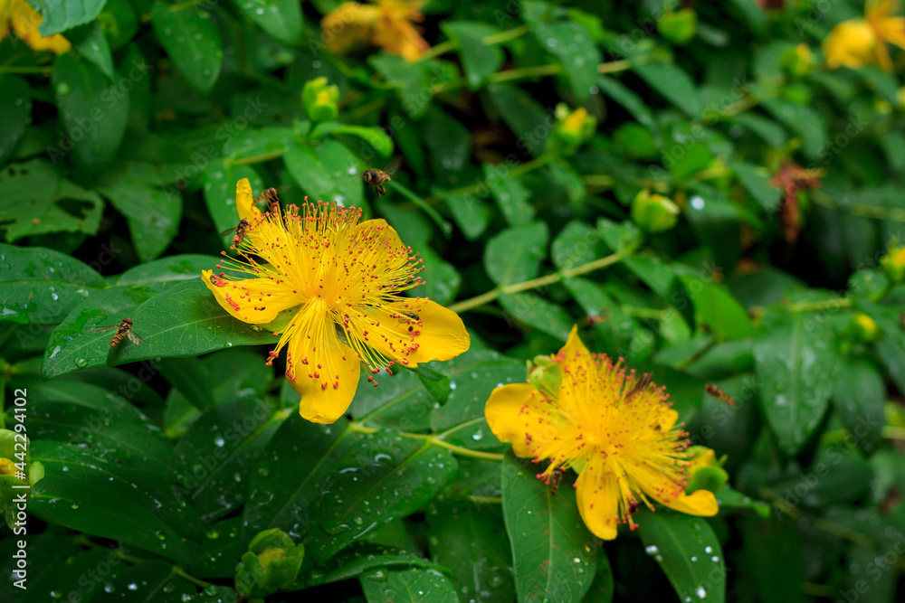 Hypericum perforatum, known as perforate St John's-wort with some bees. Hypericaceae family and genus Hypericum species. folk medicine. Hyperforin. Blossom. Hypericum perforatum, known as perforate St John's-wort with some bees. Hypericaceae family and genus Hypericum species. folk medicine. Hyperforin. Blossom.