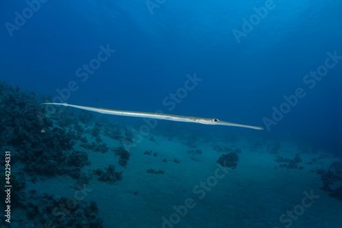 Fish swim in the Red Sea, colorful fish, Eilat Israel 